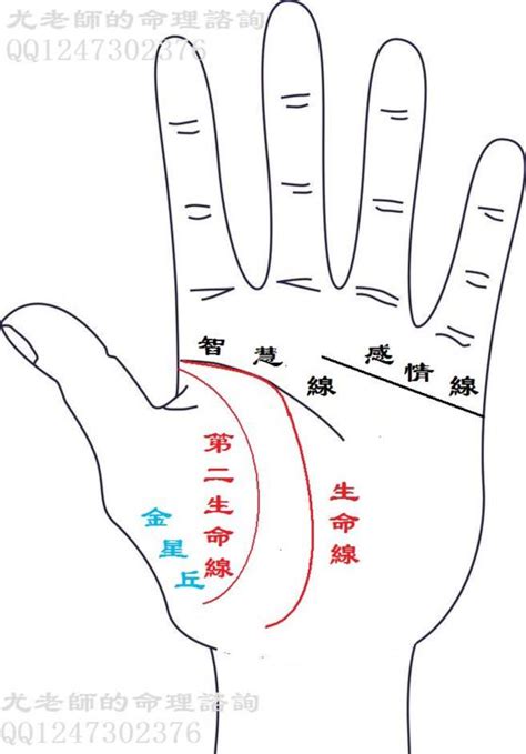 生命線分兩條|手相怎麼看？感情線、智慧線、生命線在哪裡？長度、走向入門解。